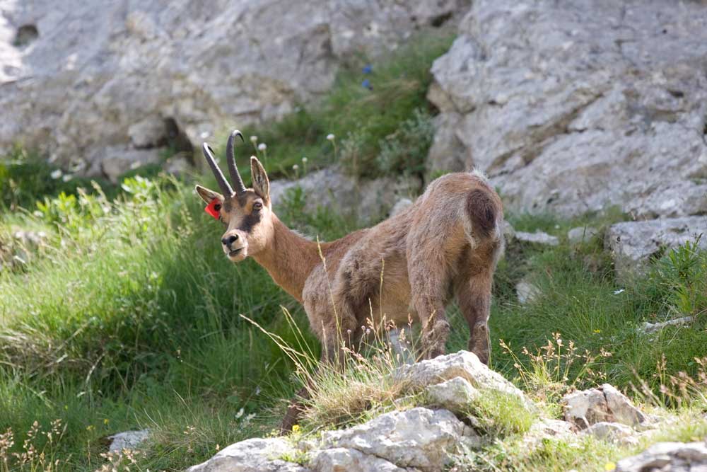 I camosci della Val di Rose